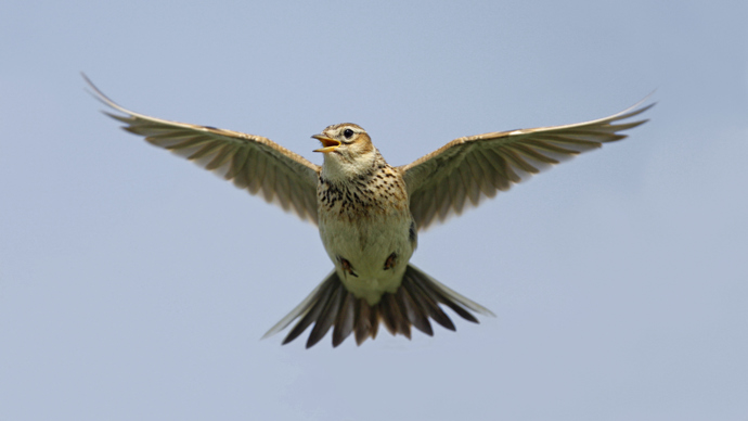 Skylark singing while in flight