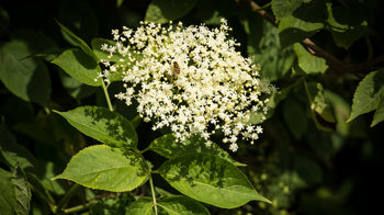 Elder flowers and leaves 