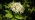 Elder flowers and leaves 