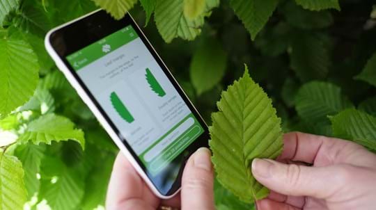 Woodland Trust Tree ID App