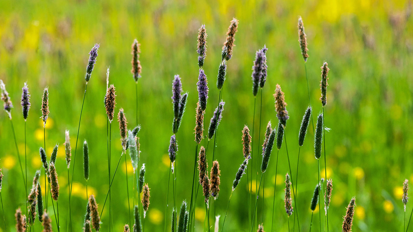 Meadow foxtail (Alopecurus pratensis) Woodland Trust