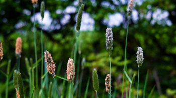 Meadow Foxtail Grass Seed