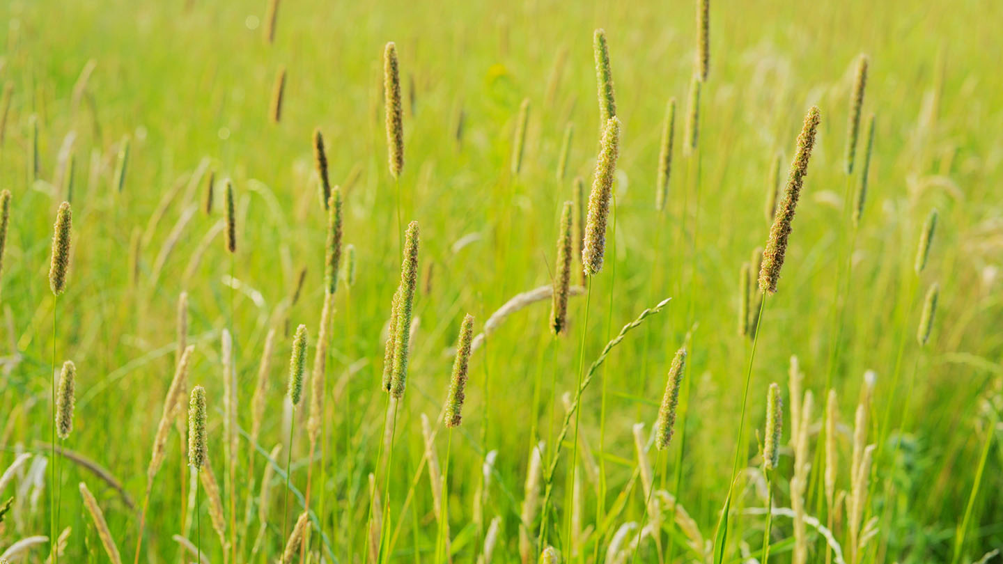 Timothy grass (Phleum pratense) Woodland Trust