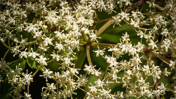 Elder flowers