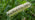 Timothy grass flowerhead