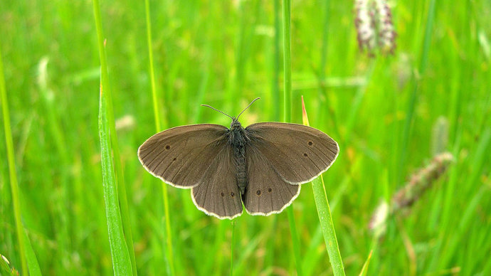 Ringlet Butterfly On Timothy Grass