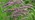 Yorkshire Fog Grass Purple Seedheads 