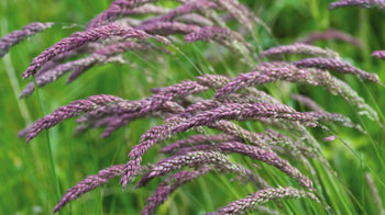 Yorkshire Fog Grass Purple Seedheads 