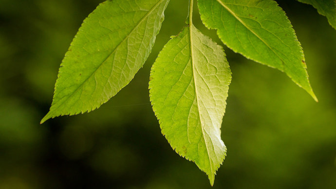 Elder leaves in bright light