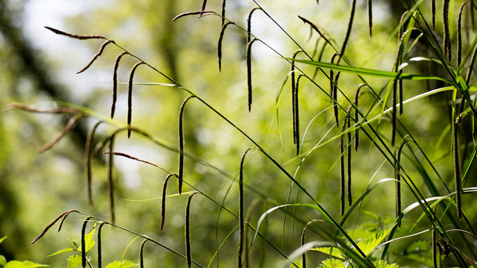 Pendulous Sedge in woodland
