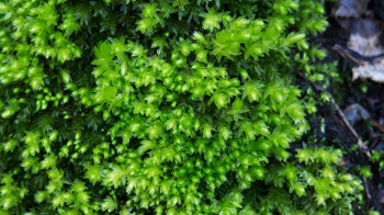 Swan's Neck Thyme Moss