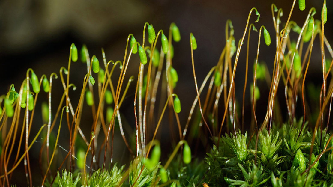 Swan's Neck Thyme Moss