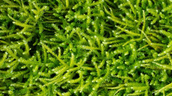 Common Striated Feather Moss