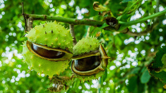 Conkers in cases hanging off horse chestnut tree
