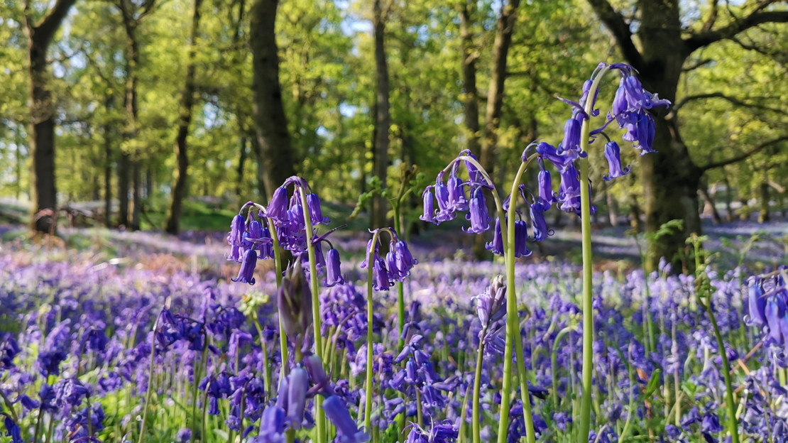 Bluebell carpet at Kinclaven Wood