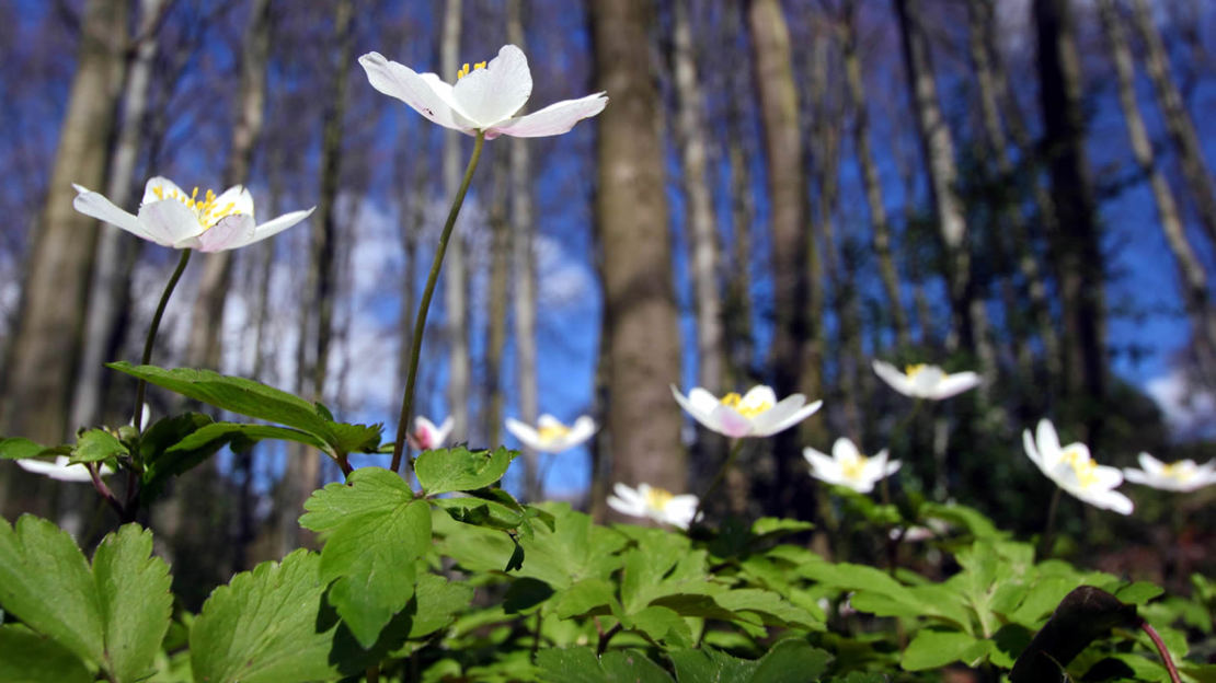 Wood anemones in ancient woodland