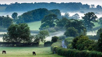 Misty morning hedgerows and woods in Somerset