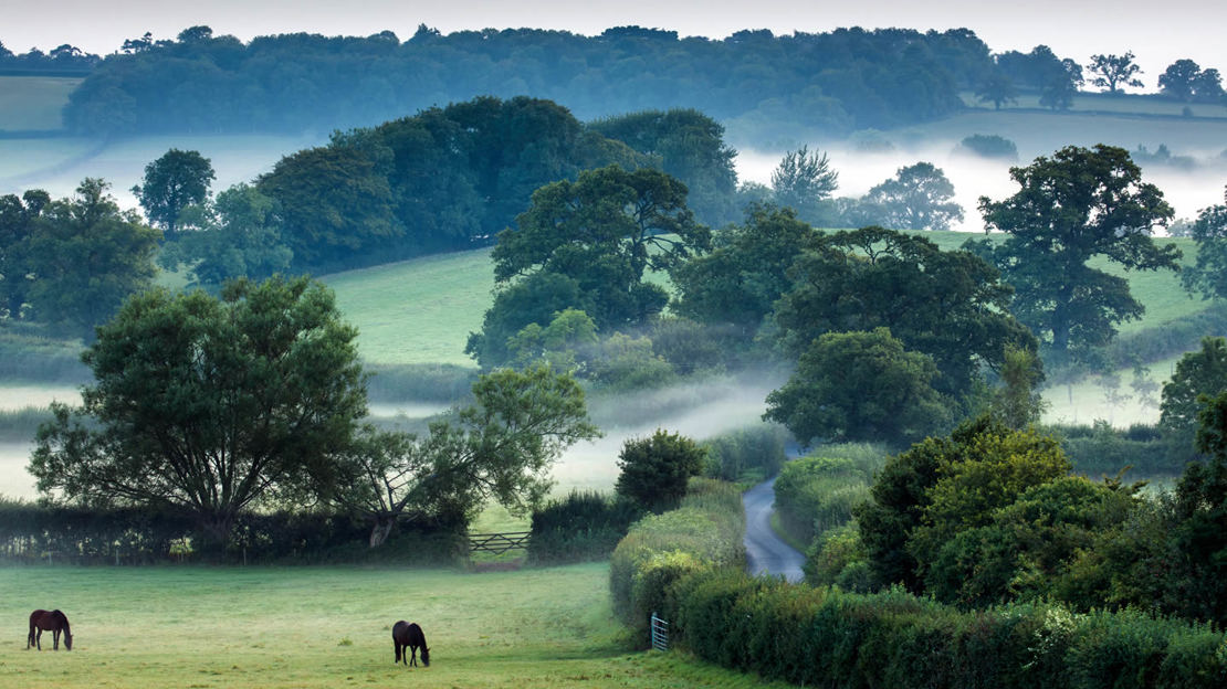 Misty morning hedgerows and woods in Somerset