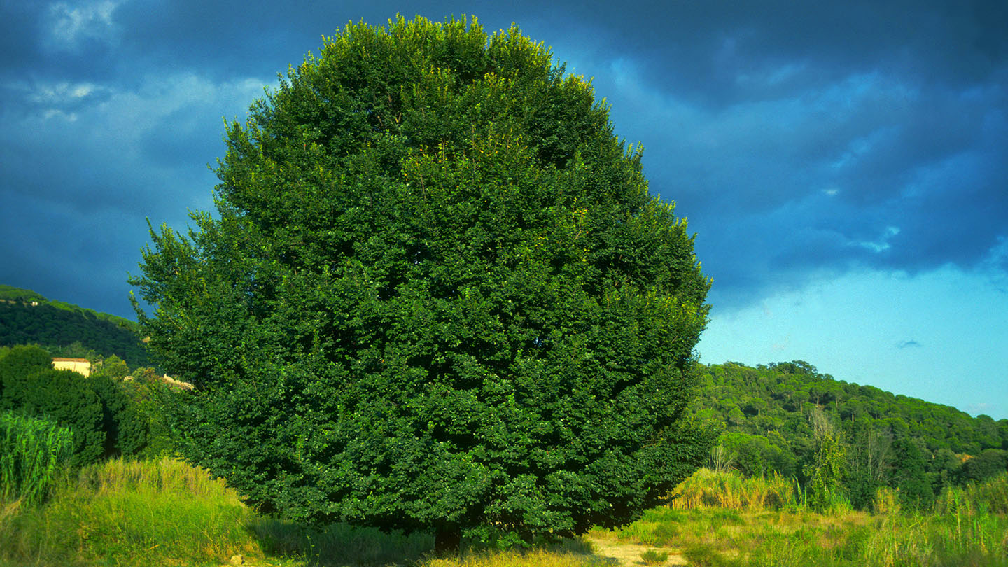 English Elm (Ulmus procera) British Trees Woodland Trust