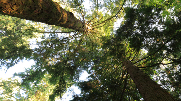 View looking up at woodland canopy