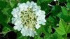 Guelder rose flowers surrounded by ring of sterile flowers