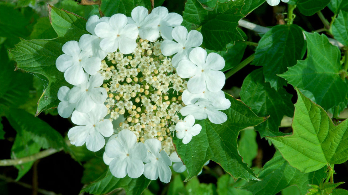 Guelder rose flowers surrounded by ring of sterile flowers Guelder rose flowers surrounded by ring of sterile flowers