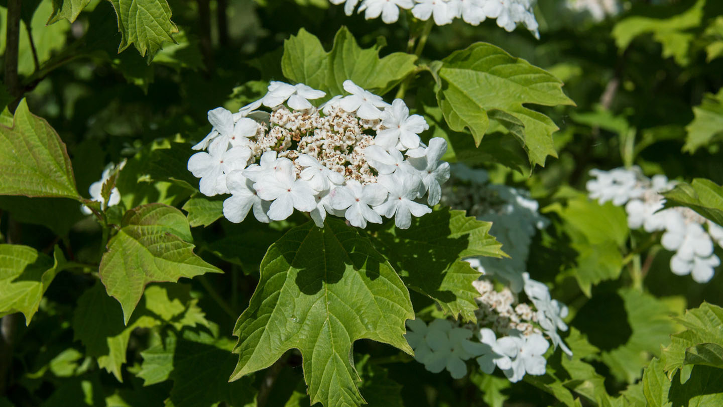 Guelder Rose (Viburnum opulus) Woodland Trust
