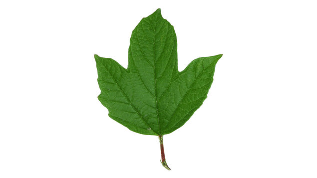 Guelder Rose Viburnum Opulus Woodland Trust