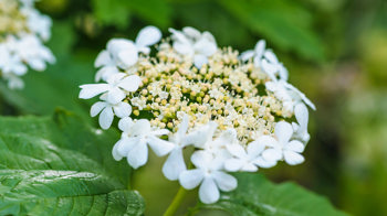 Guelder rose flowers