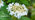 Guelder rose flowers