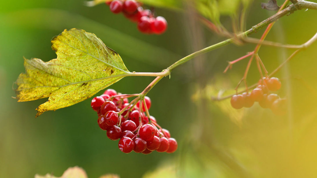 Guelder rose berries