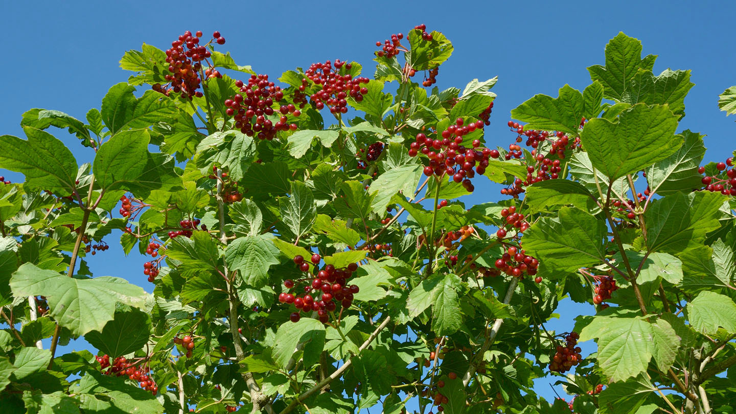 Guelder Rose (Viburnum opulus) Woodland Trust