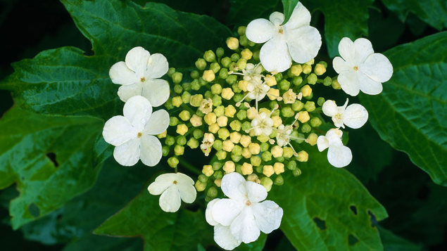 Guelder Rose Viburnum Opulus Woodland Trust