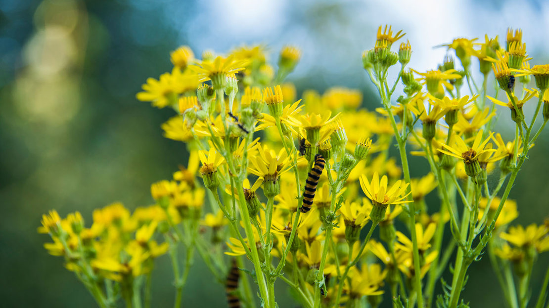Cinnabar moth caterpillar on ragwort, Owlet wood