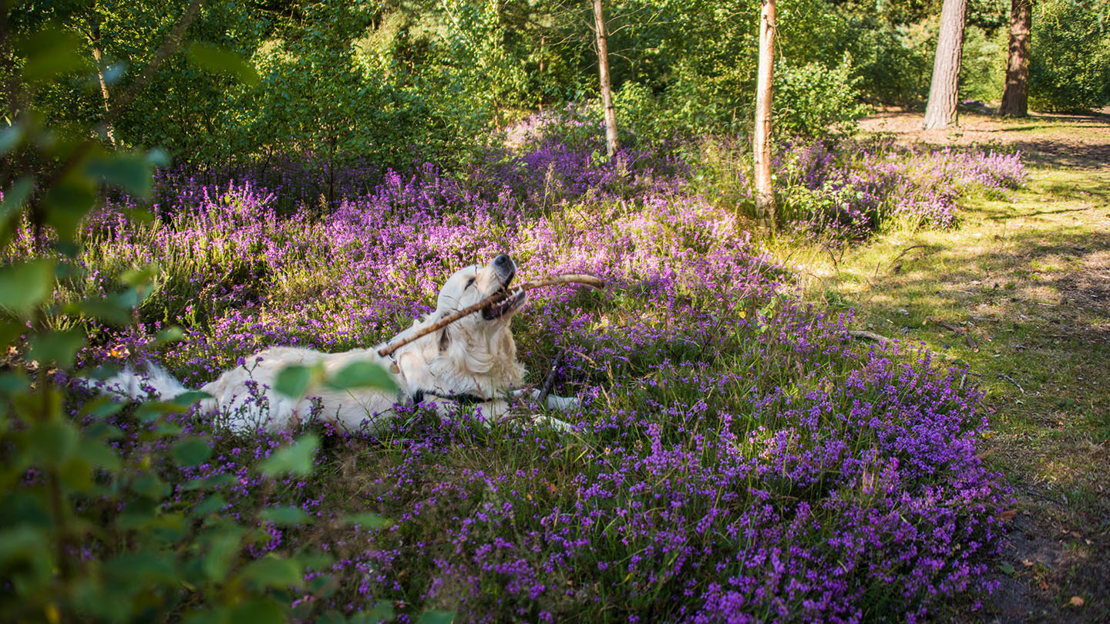 A dog enjoying a walk in Owlet wood