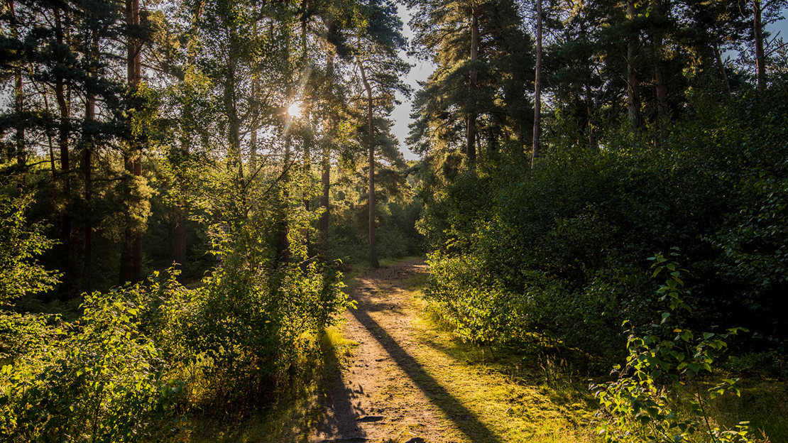 Pathway, Owlet wood
