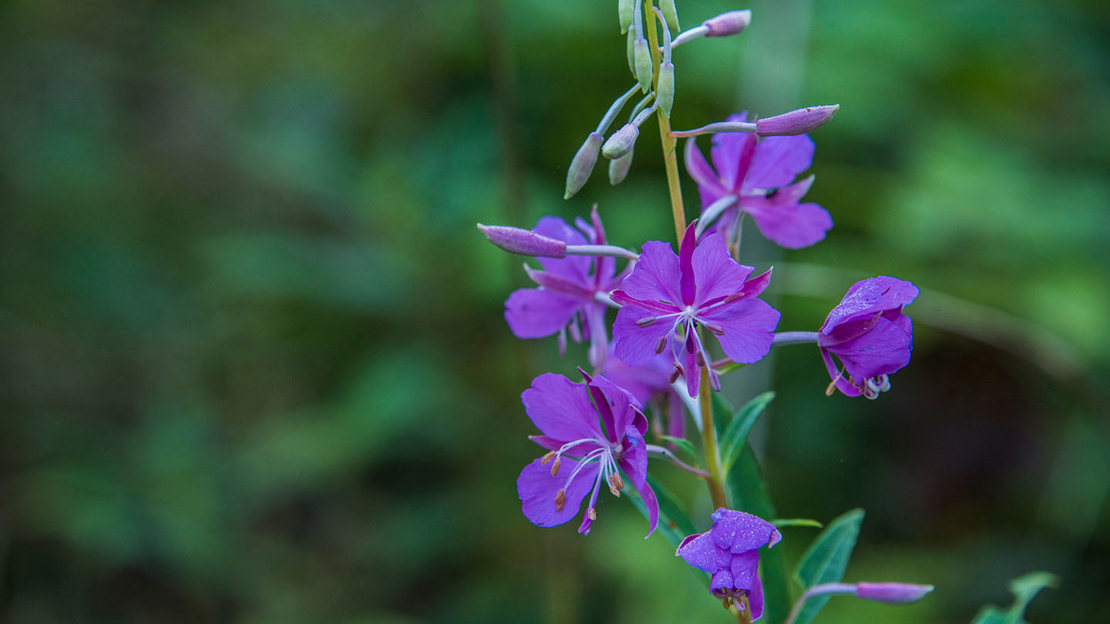 Purple flower, Owlet wood