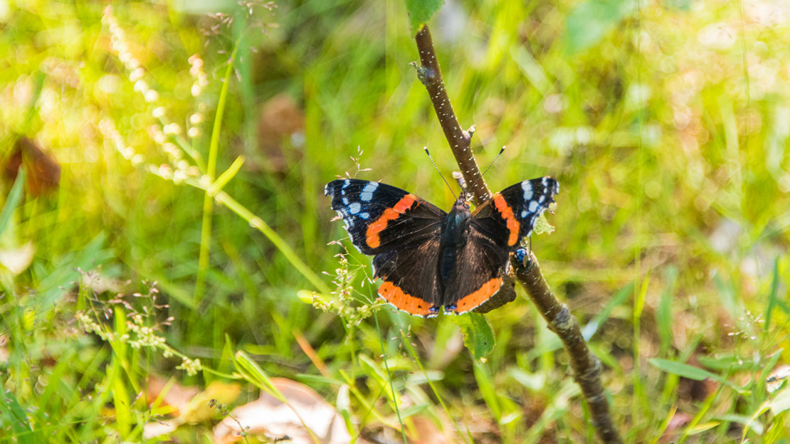 Red Admiral butterfly, Owlet wood