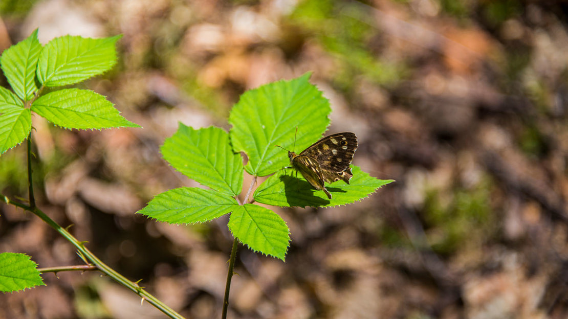 Speckled wood butterfly, Owlet wood