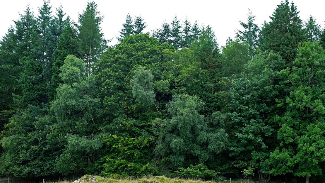 Western hemlock trees in line