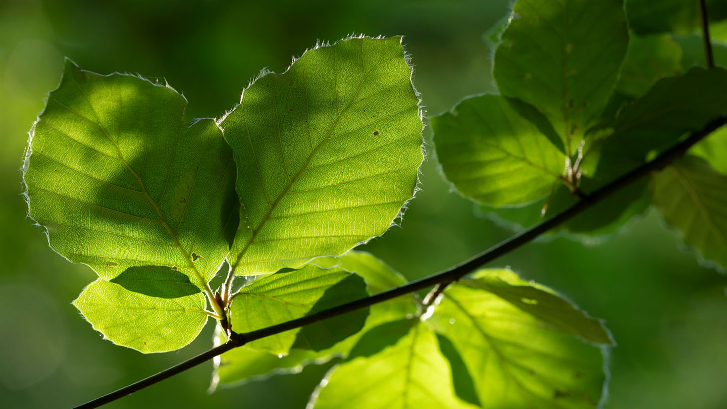 Penn Wood Visiting Woods Woodland Trust