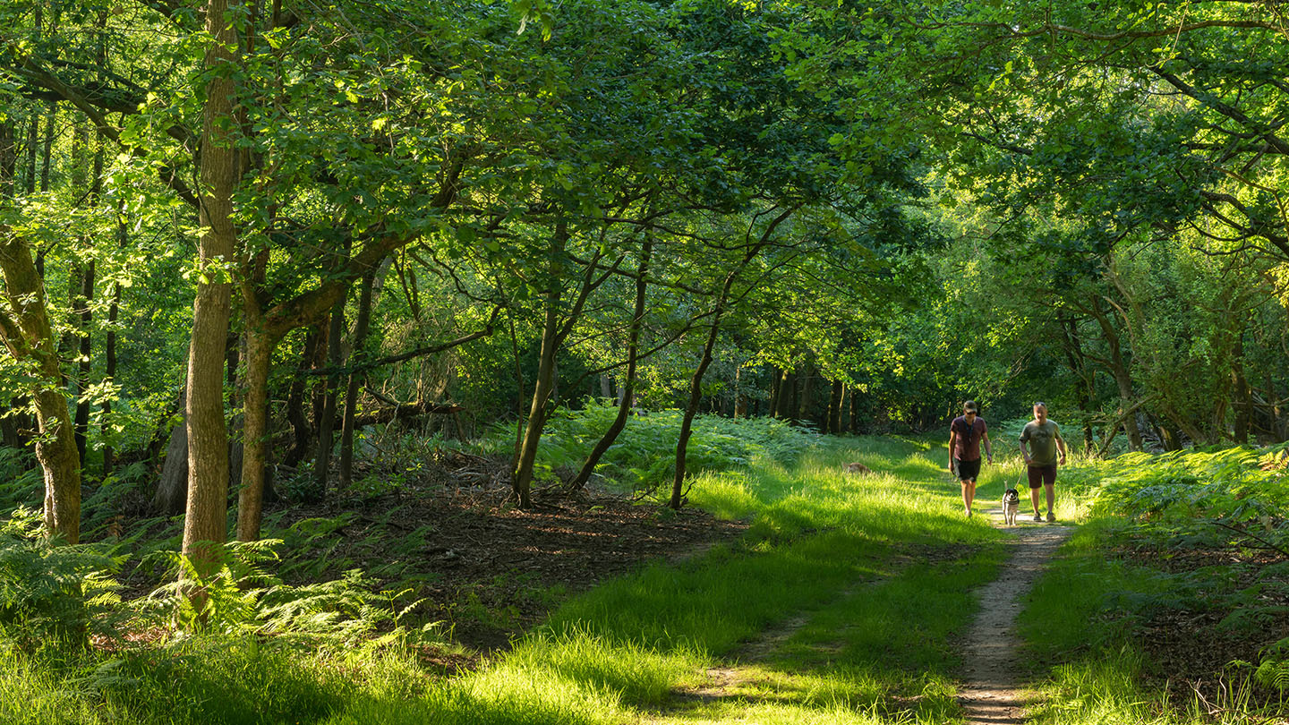 Penn Wood Visiting Woods Woodland Trust