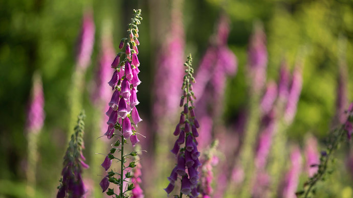 Foxgloves, close up