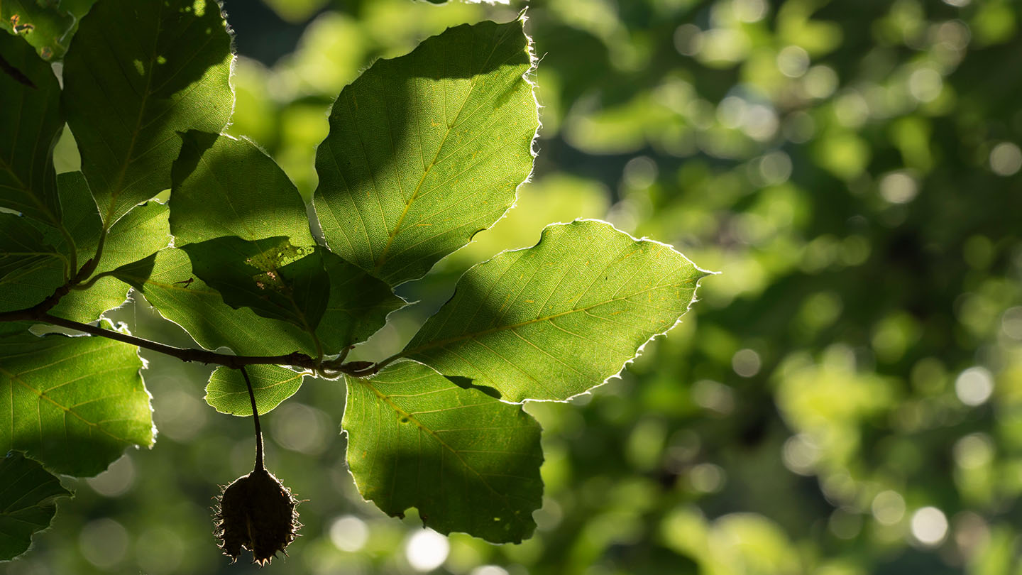 Penn Wood Visiting Woods Woodland Trust