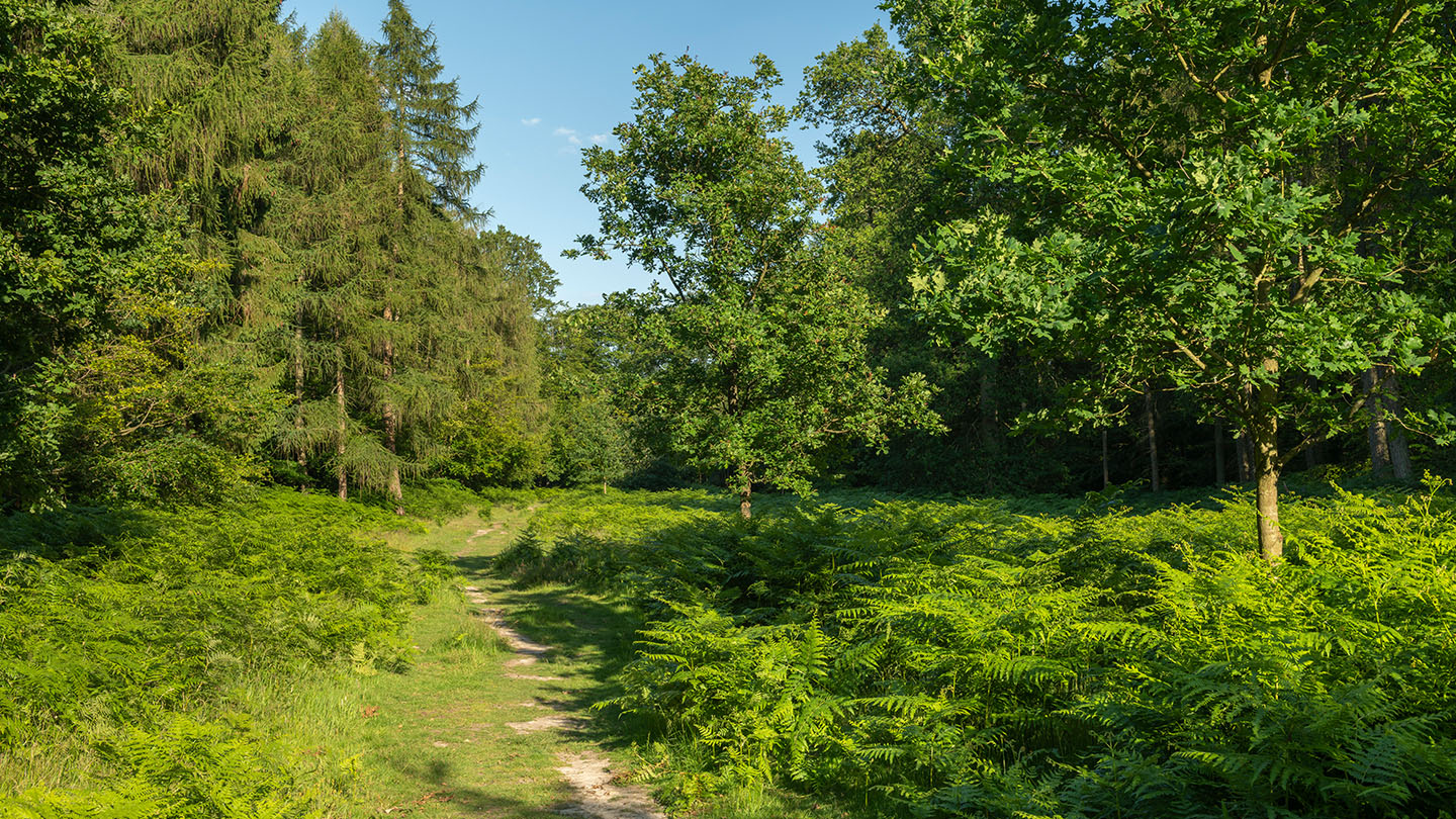 Penn Wood Visiting Woods Woodland Trust