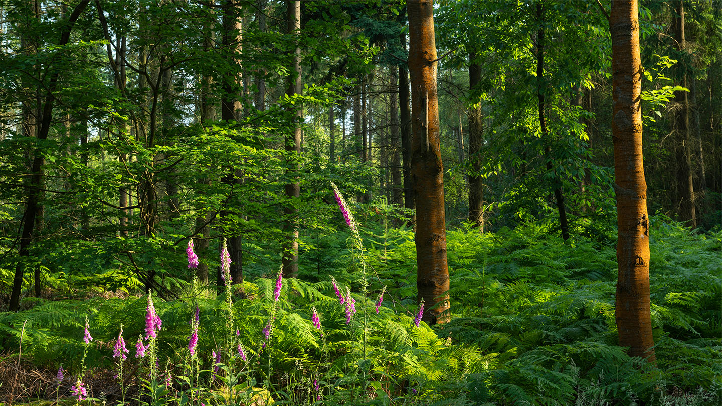 Penn Wood Visiting Woods Woodland Trust