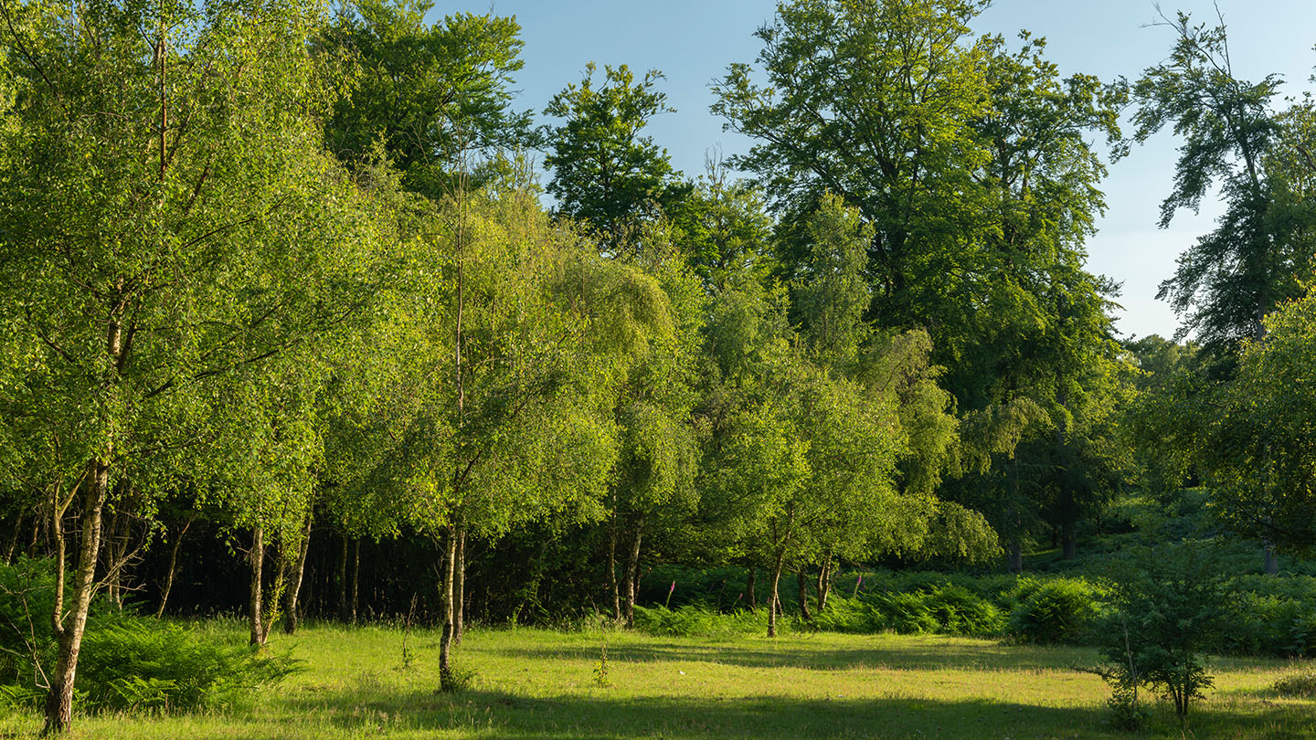 Penn Wood Visiting Woods Woodland Trust