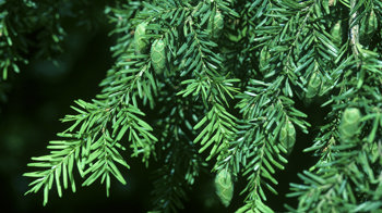 Western hemlock branches close-up 