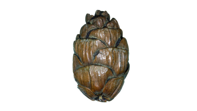 Western hemlock pinecone against a white background