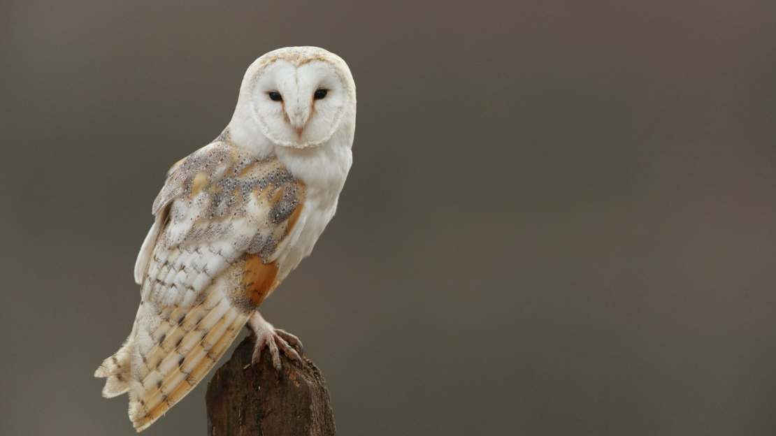 Barn owl perched on post